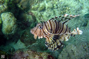 "no fear" this scorpion fish gides infront of me. taken i... by Jabin Gamaliel B. Detabali 